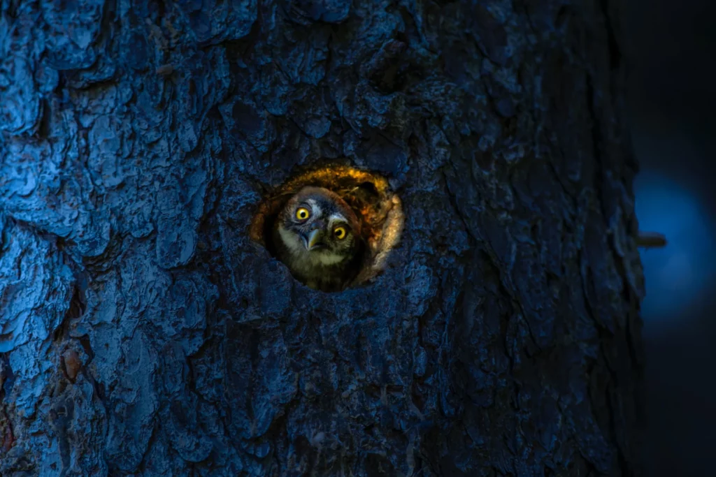 owls in the dark looking from inside a tree trunk