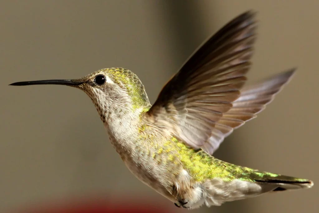 Annas Hummingbird 