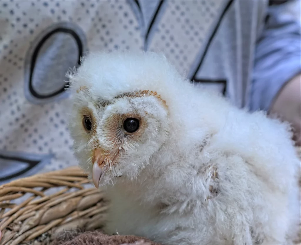 rare barn owl on nest
