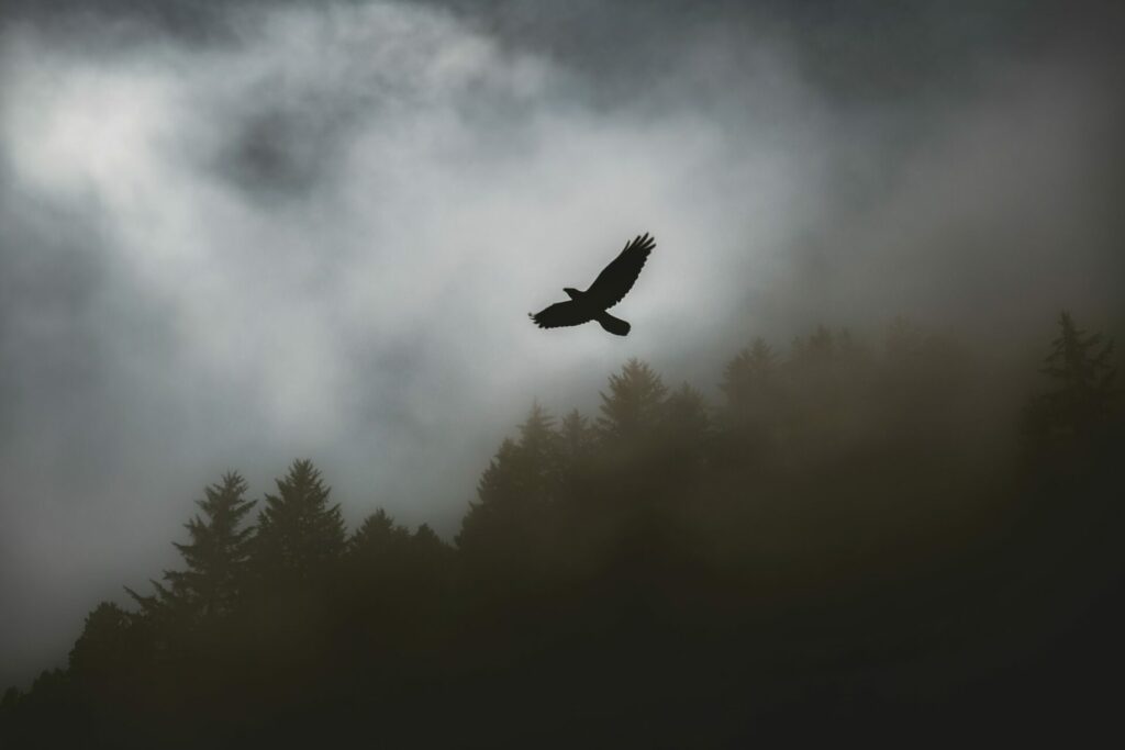 black hawk flying