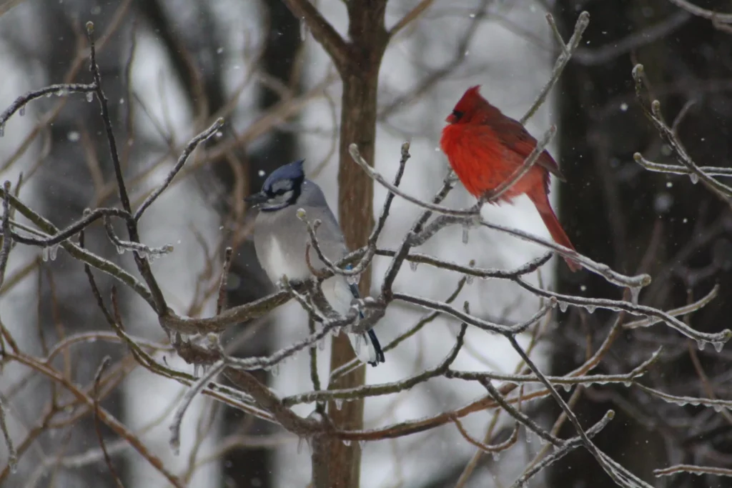 blue jay and cardinals in same territory