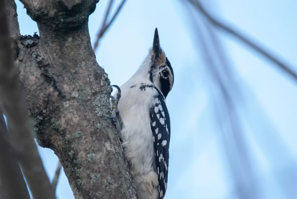 Hairy Woodpecker on a  tree