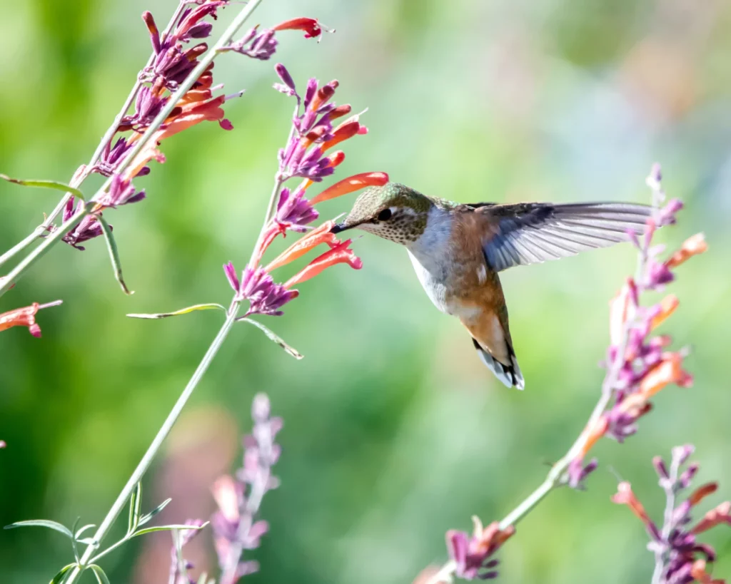 hummingbird trying to get food from flower