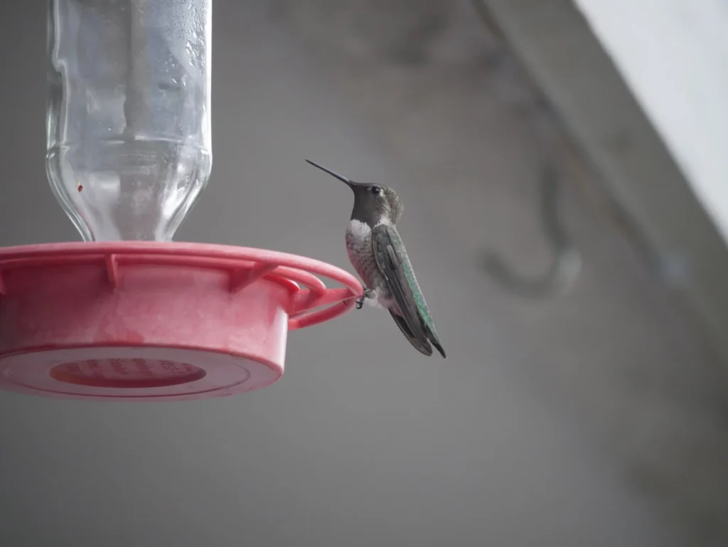 hummingbird on a bird feeder
