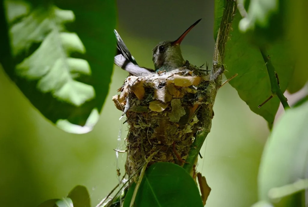 hummingbird in its nest