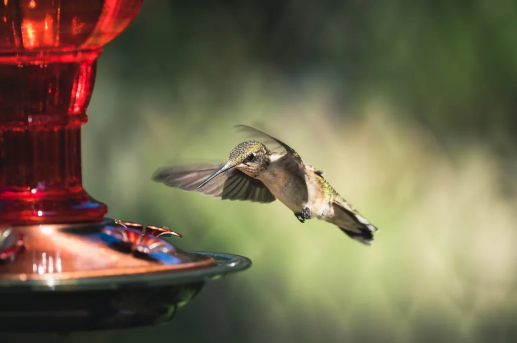 hummingbird flying towards a feeder