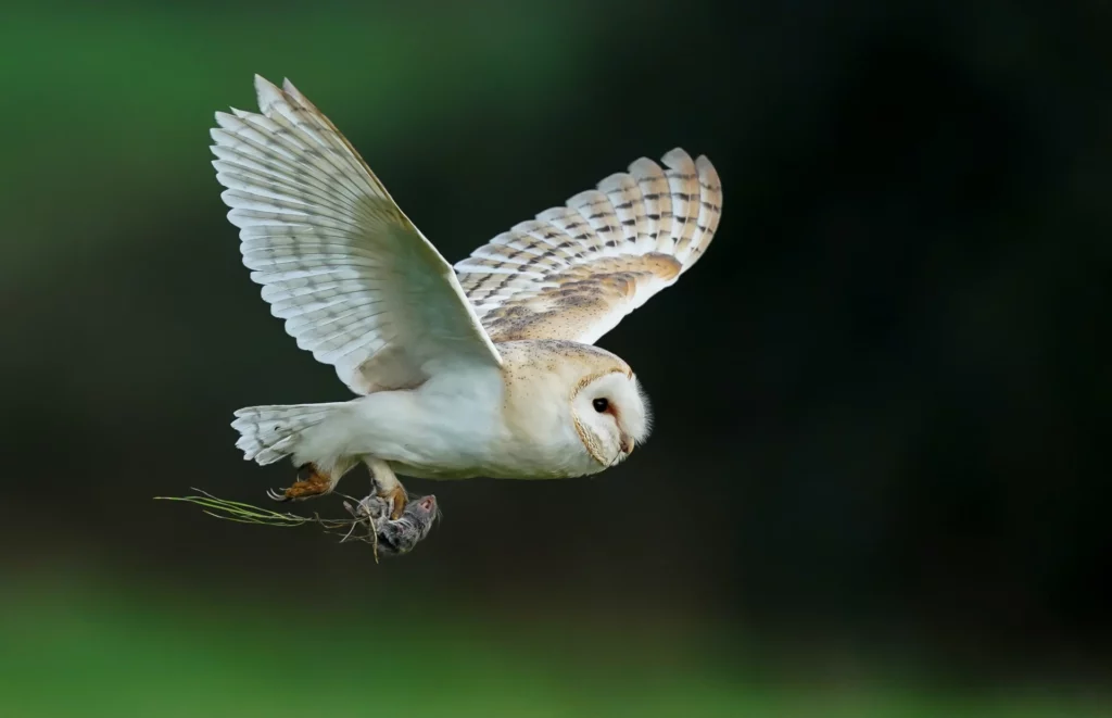 Owl hunting rodent