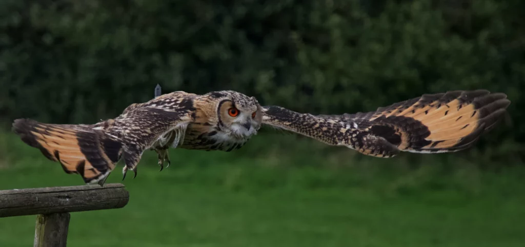 Owl perching