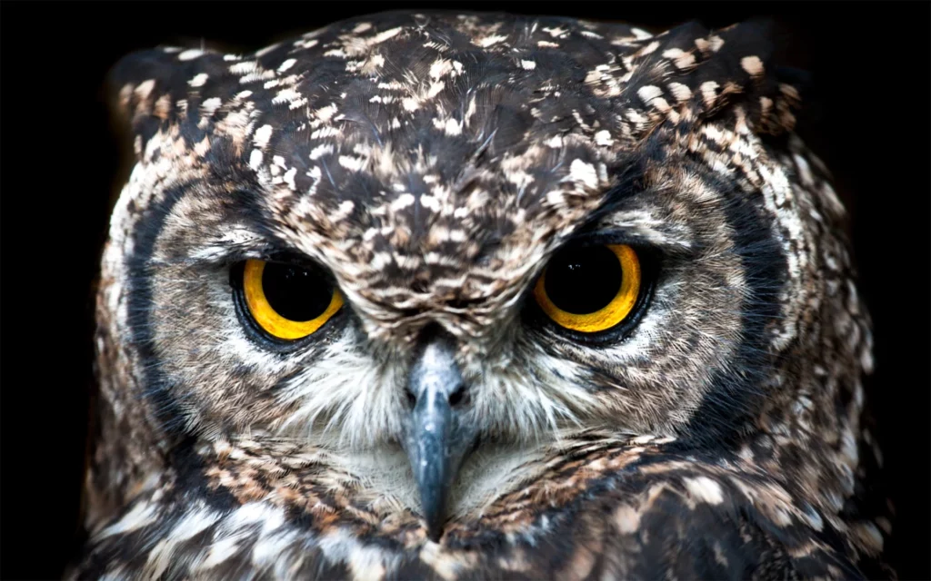 Owl staring