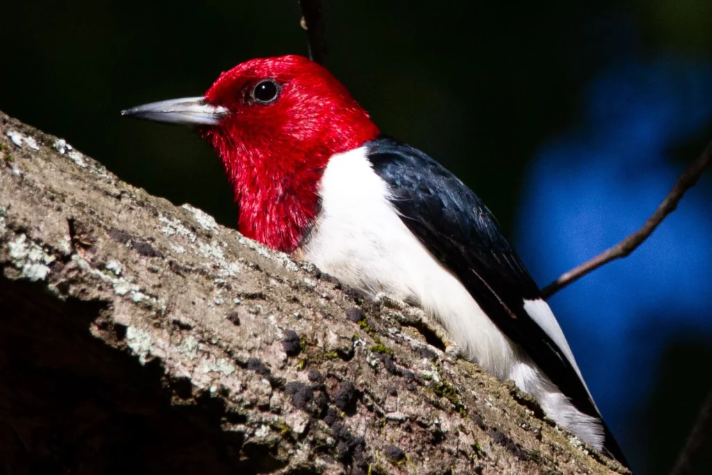 Red-Headed Woodpecker at night