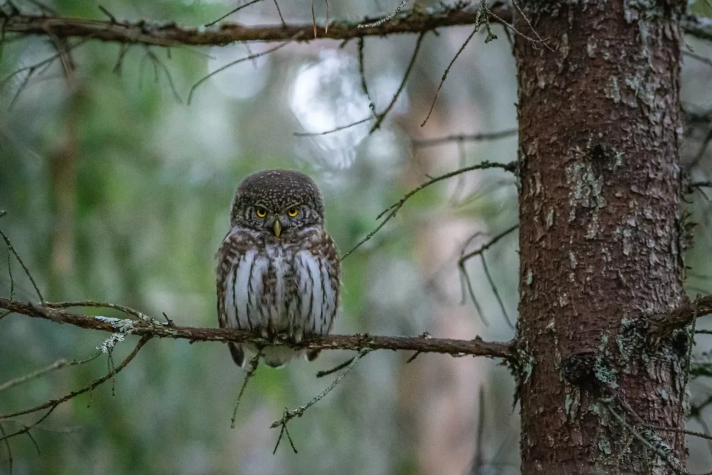 The Cloud Forest Pygmy Owl on tree branch