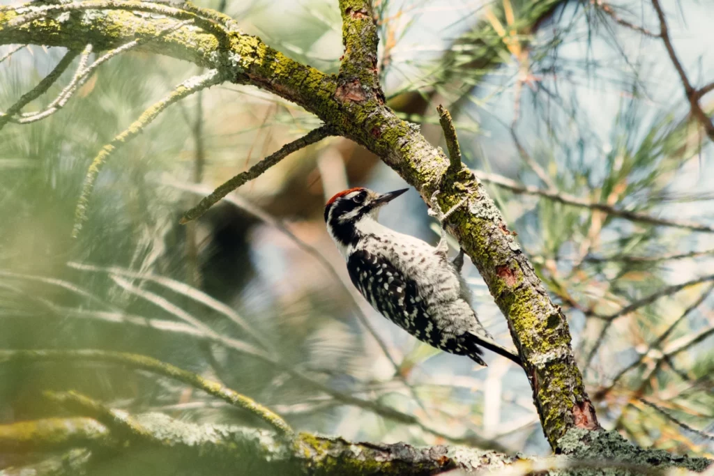Woodpecker pecking on tree branch