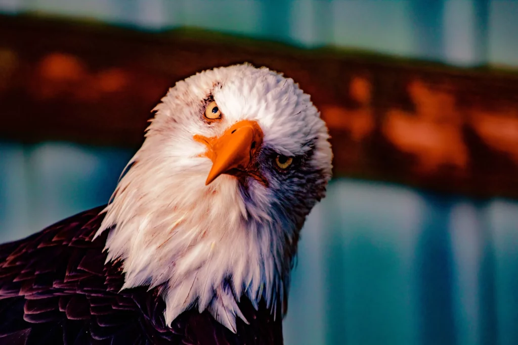 Bald eagle staring
