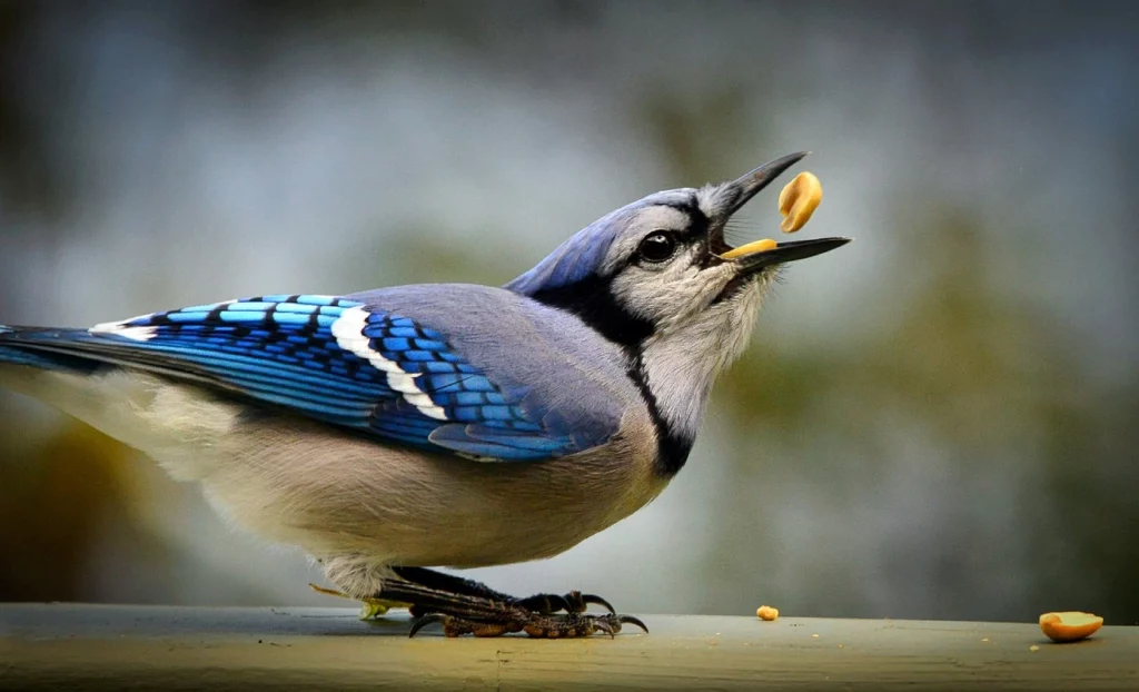 blue jay eating nuts