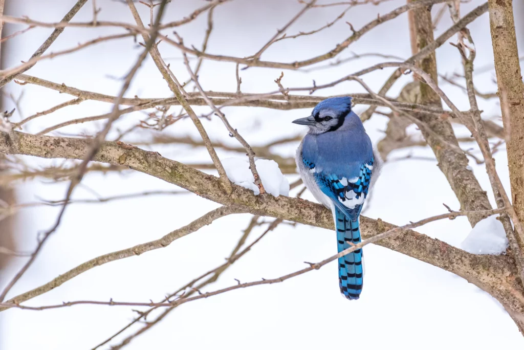 blue jay in snow during winter