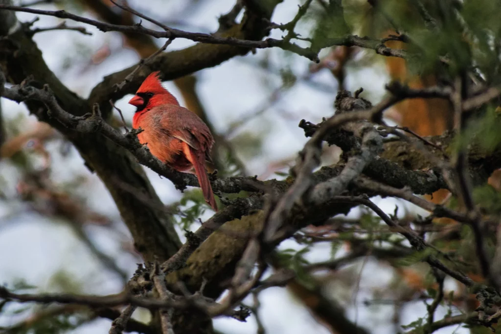 cardinal watching for intruders