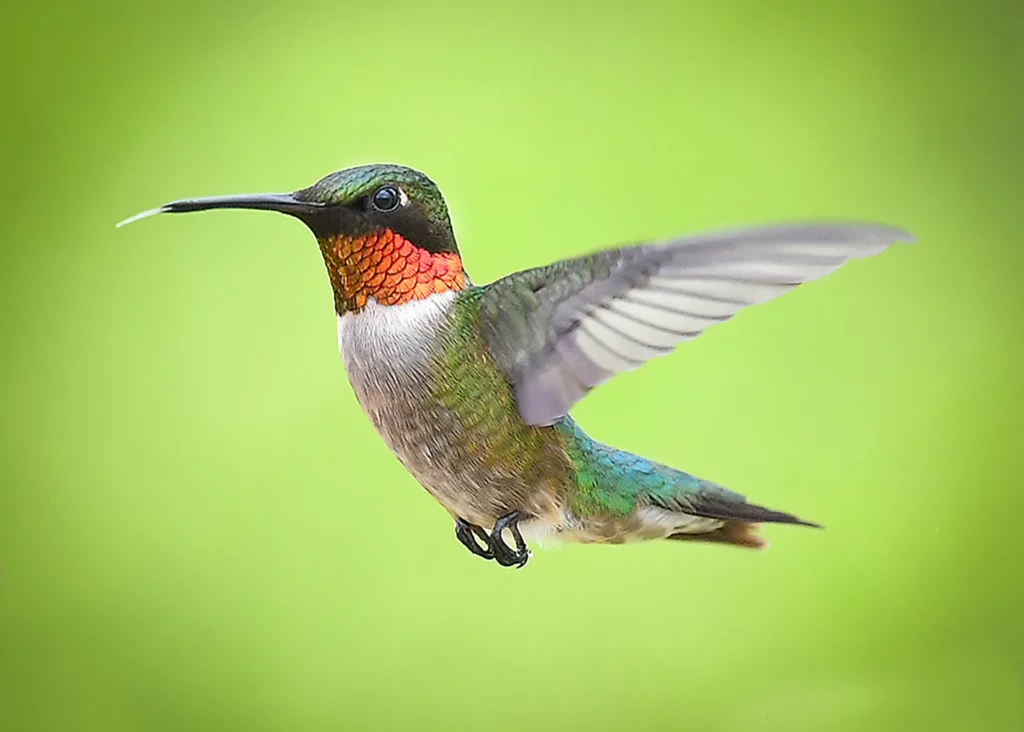 colorful hummingbird  flying