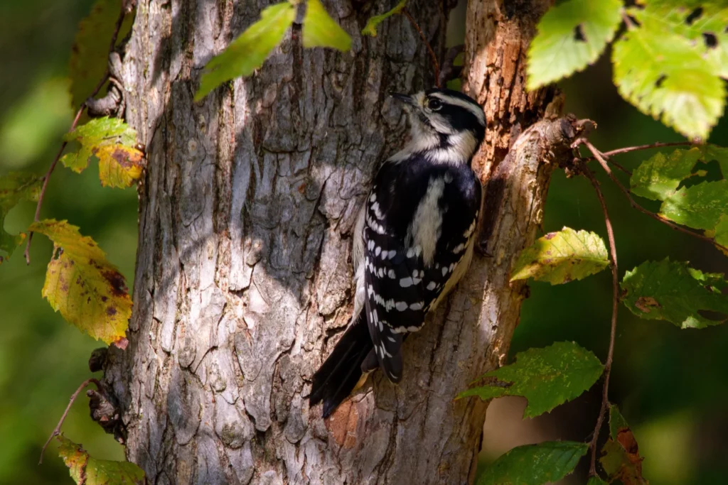 Downy Woodpecker pecking on a tree