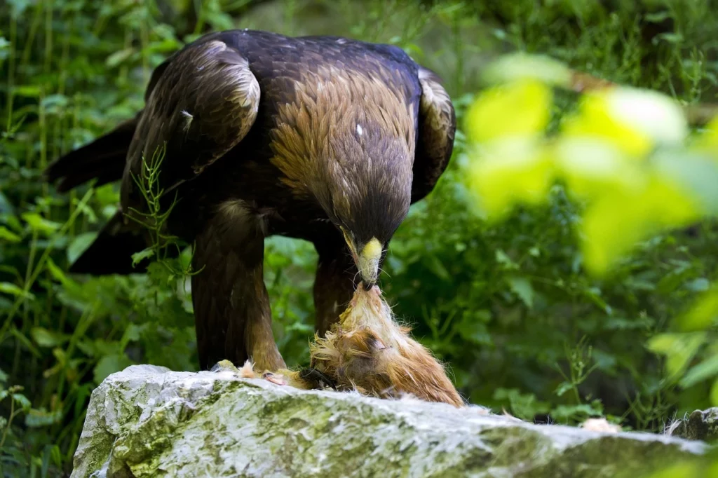 Eagle eating its food