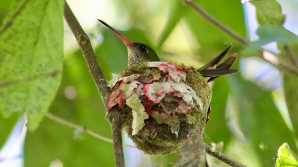 hummingbird resting in its nest
