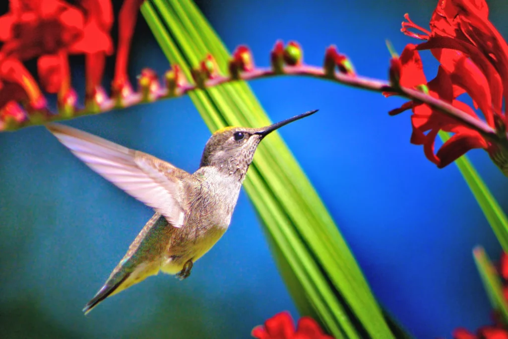 hummingbirds flying towards flower