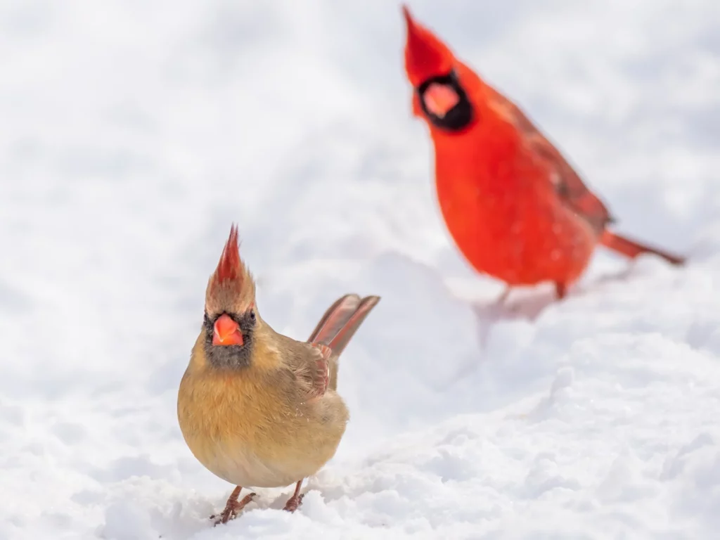 male and female Cardinals