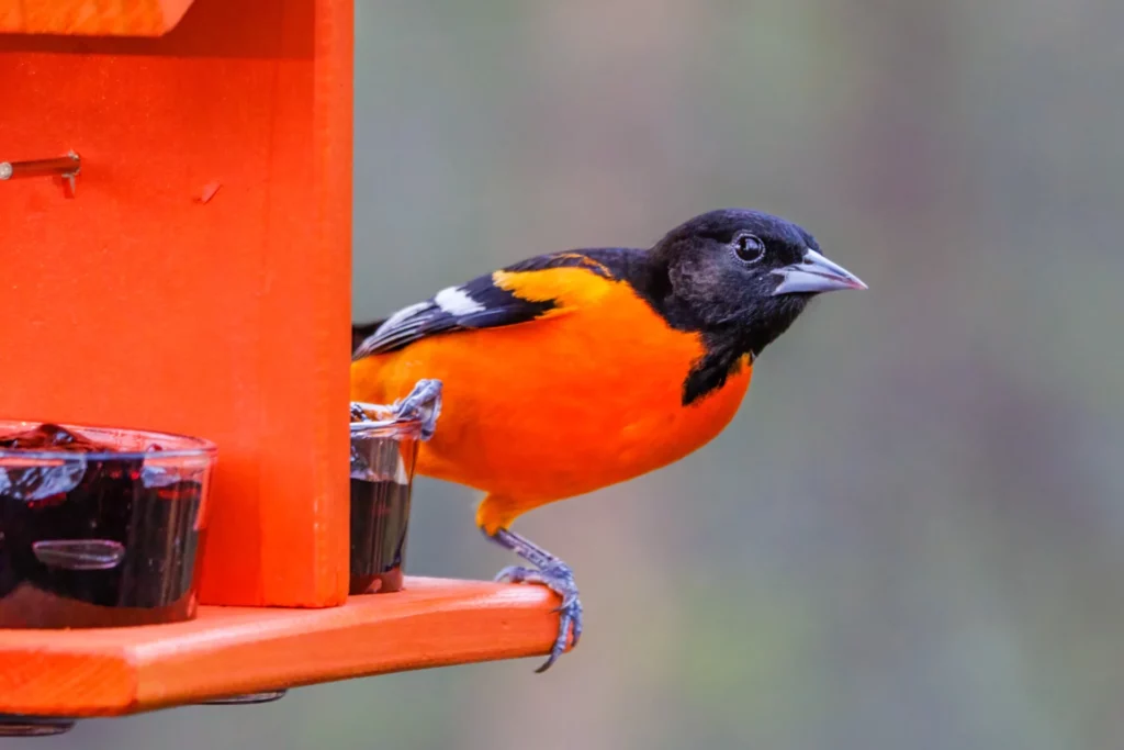 bird in a oriole feeder