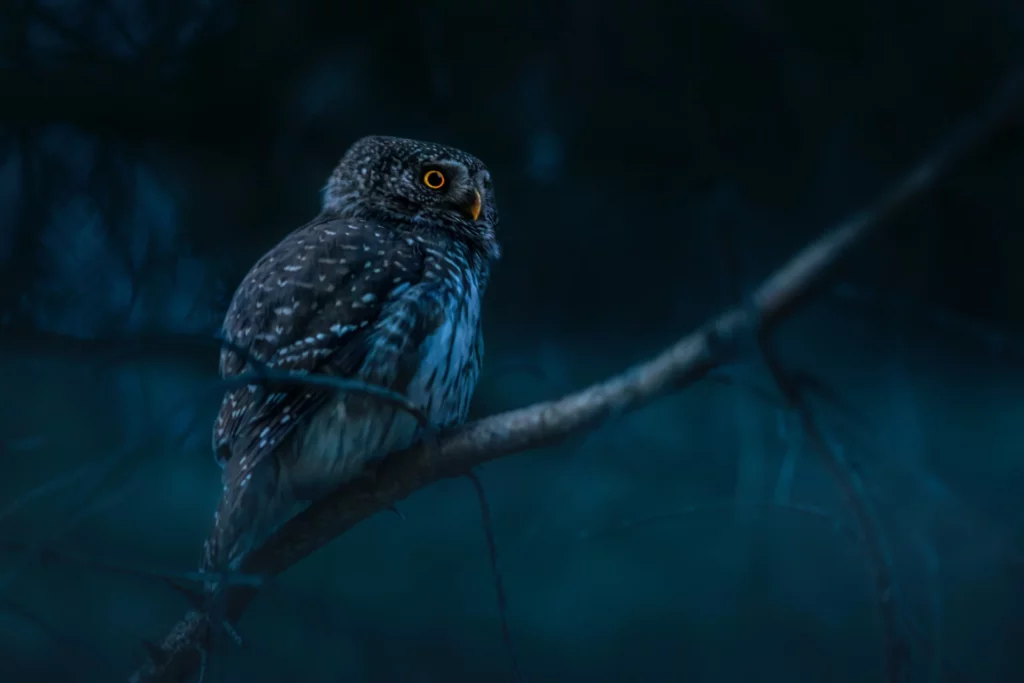 owl sitting on a branch at night