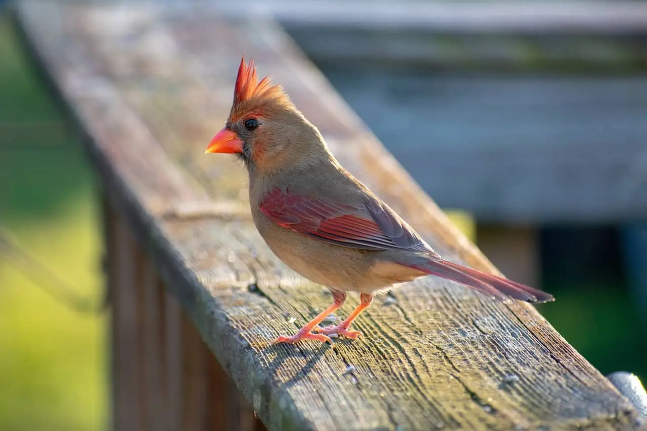 A Cardinal sitting at outside 