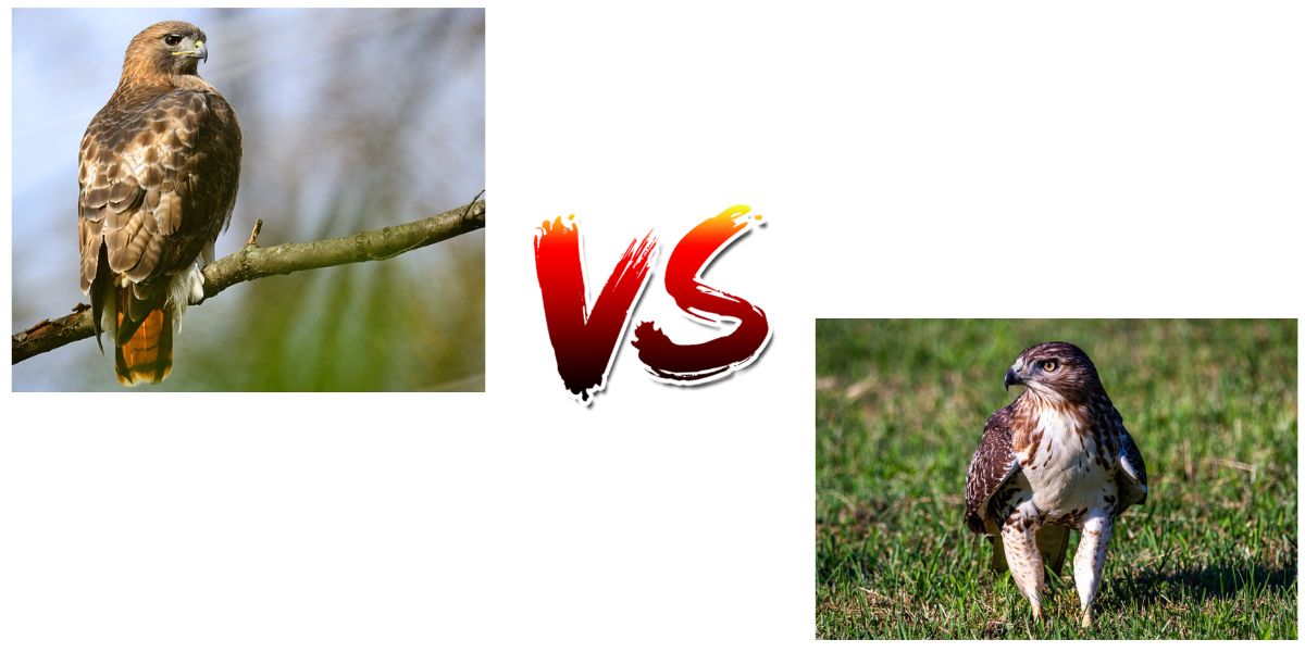 Chicken Hawk VS Red-Tailed Hawk