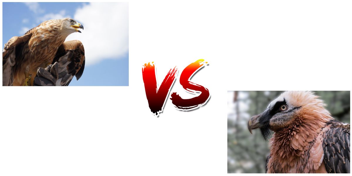 Eagles vs. Vulture