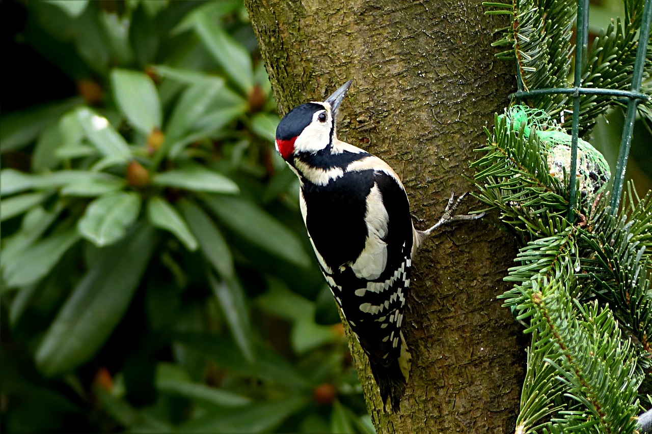 Great Spotted Woodpecker 