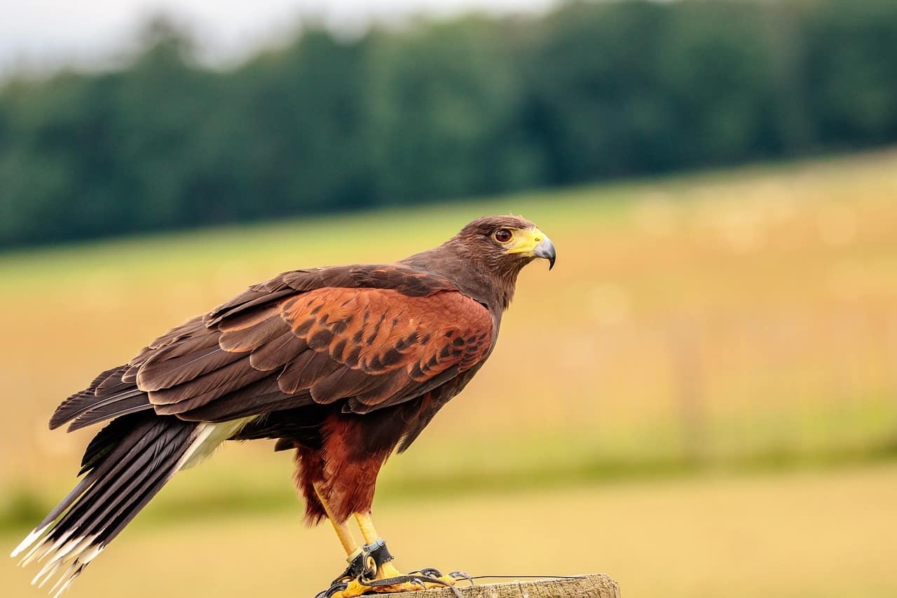 Hawk sitting in a field