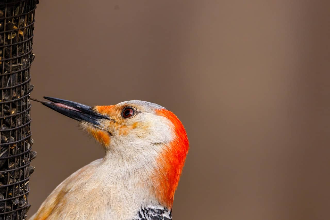 Red cockaded Woodpecker