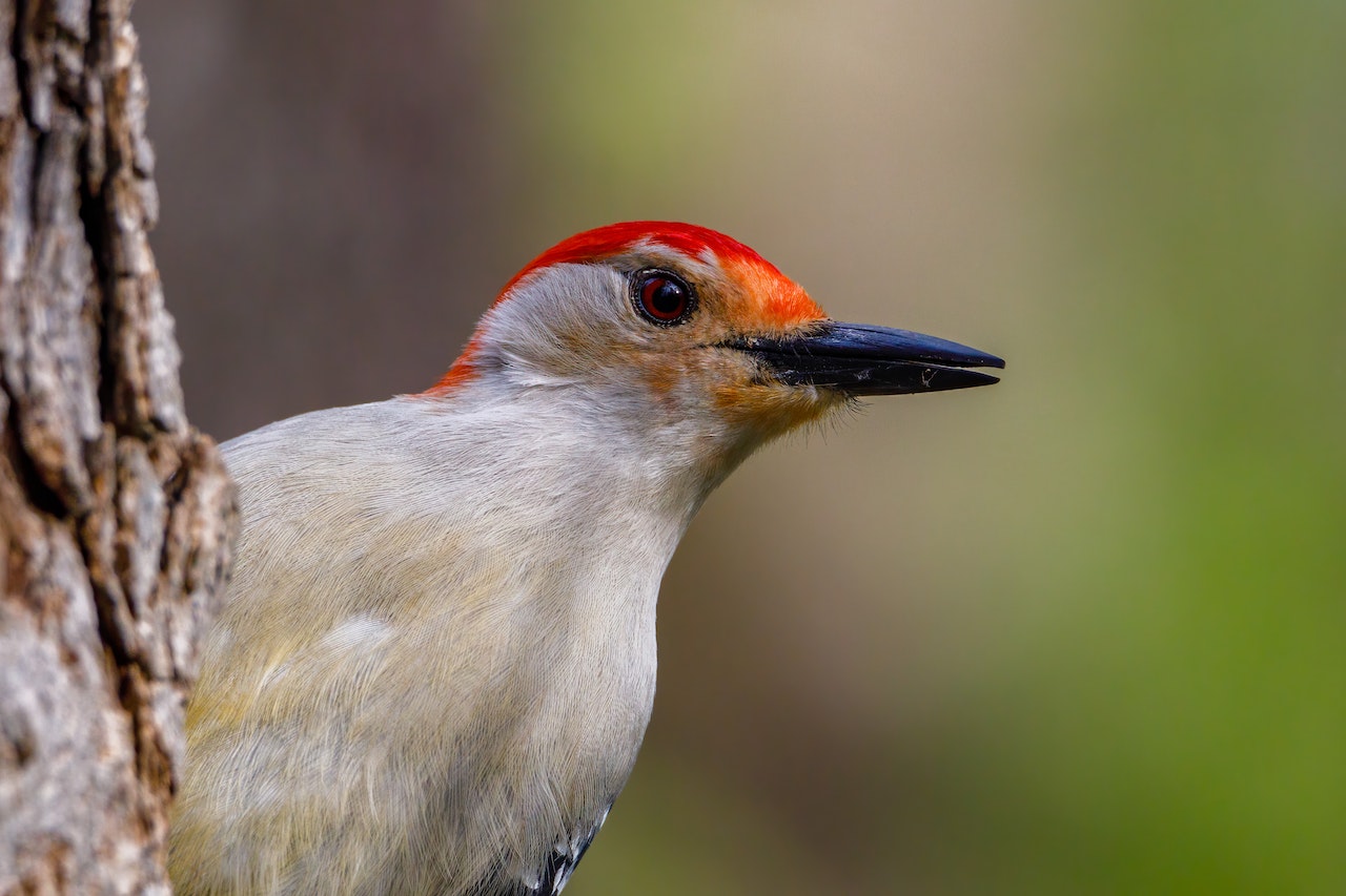 Red cockaded Woodpecker