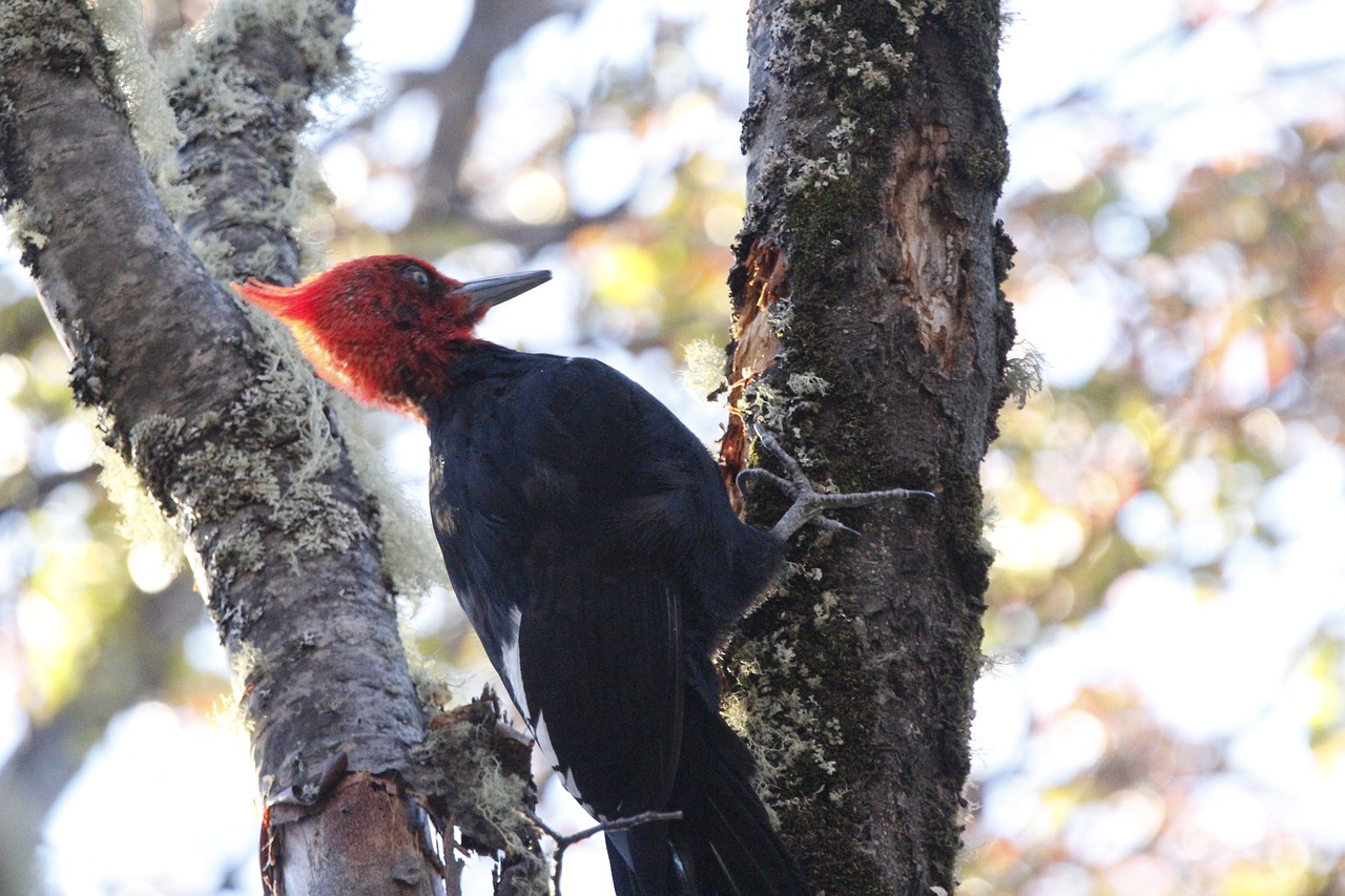 Red headed Woodpecker 