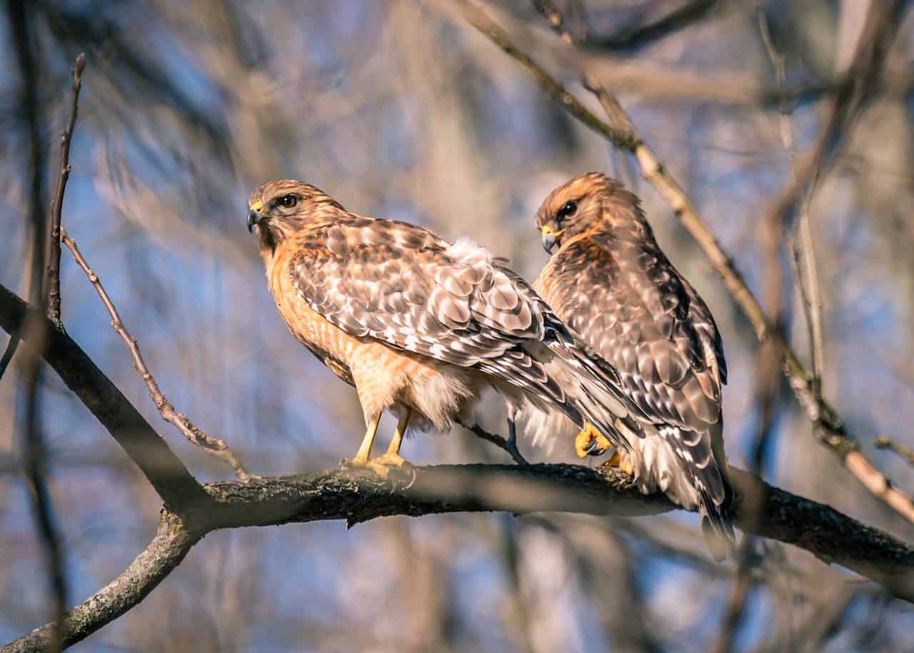 Two hawks sitting in tree branch
