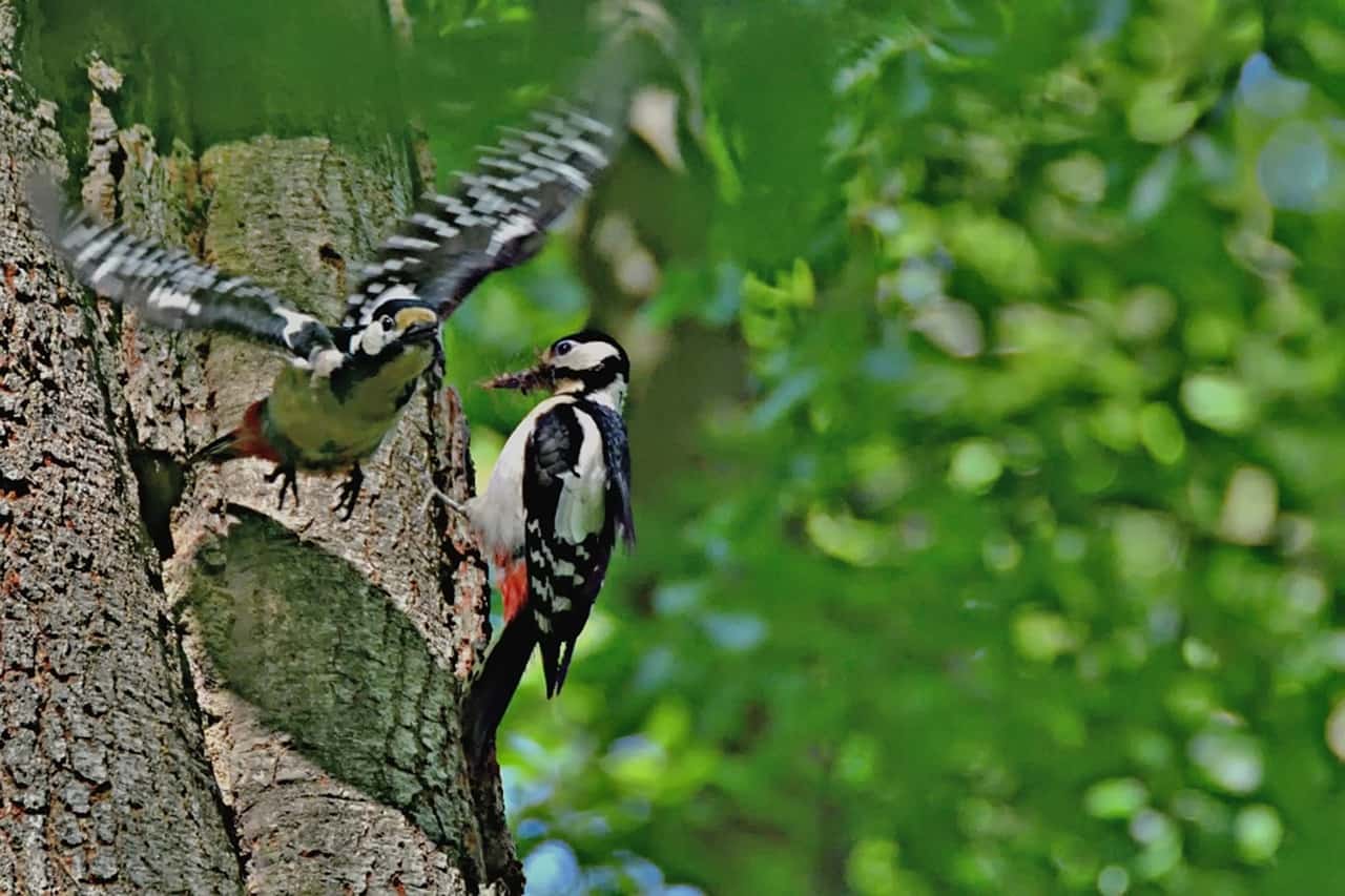 Woodpecker couple