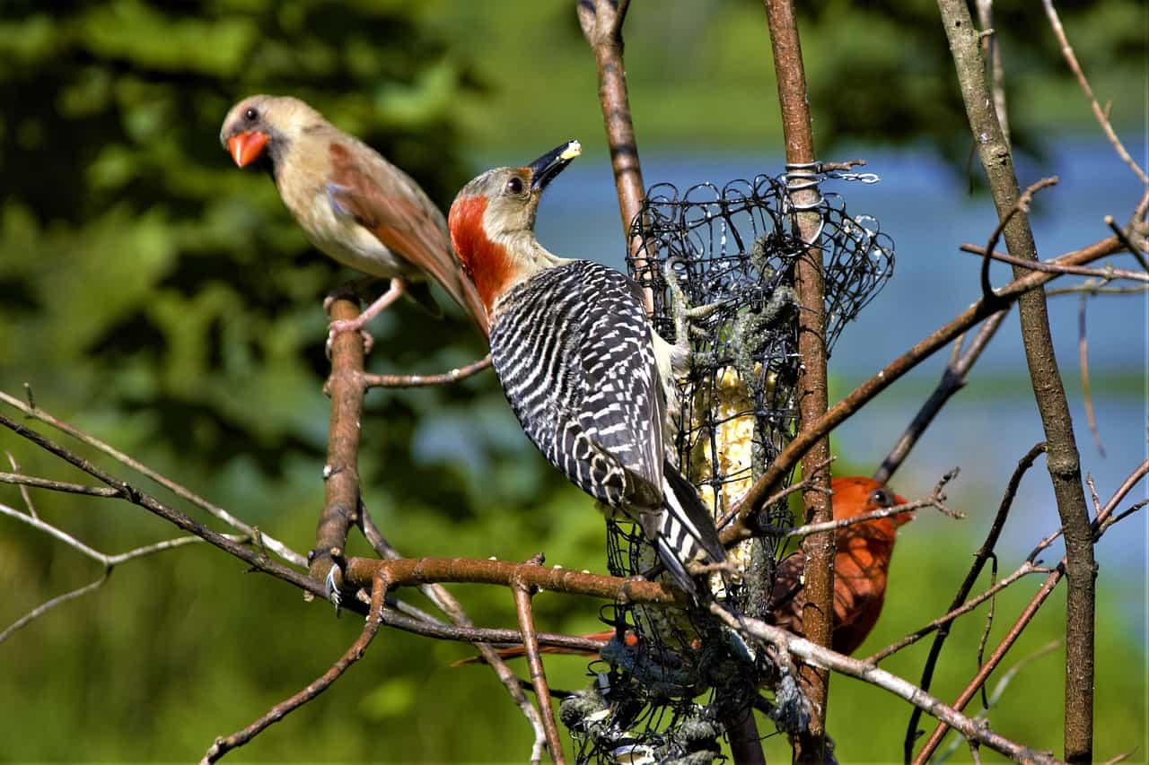 Woodpecker couple