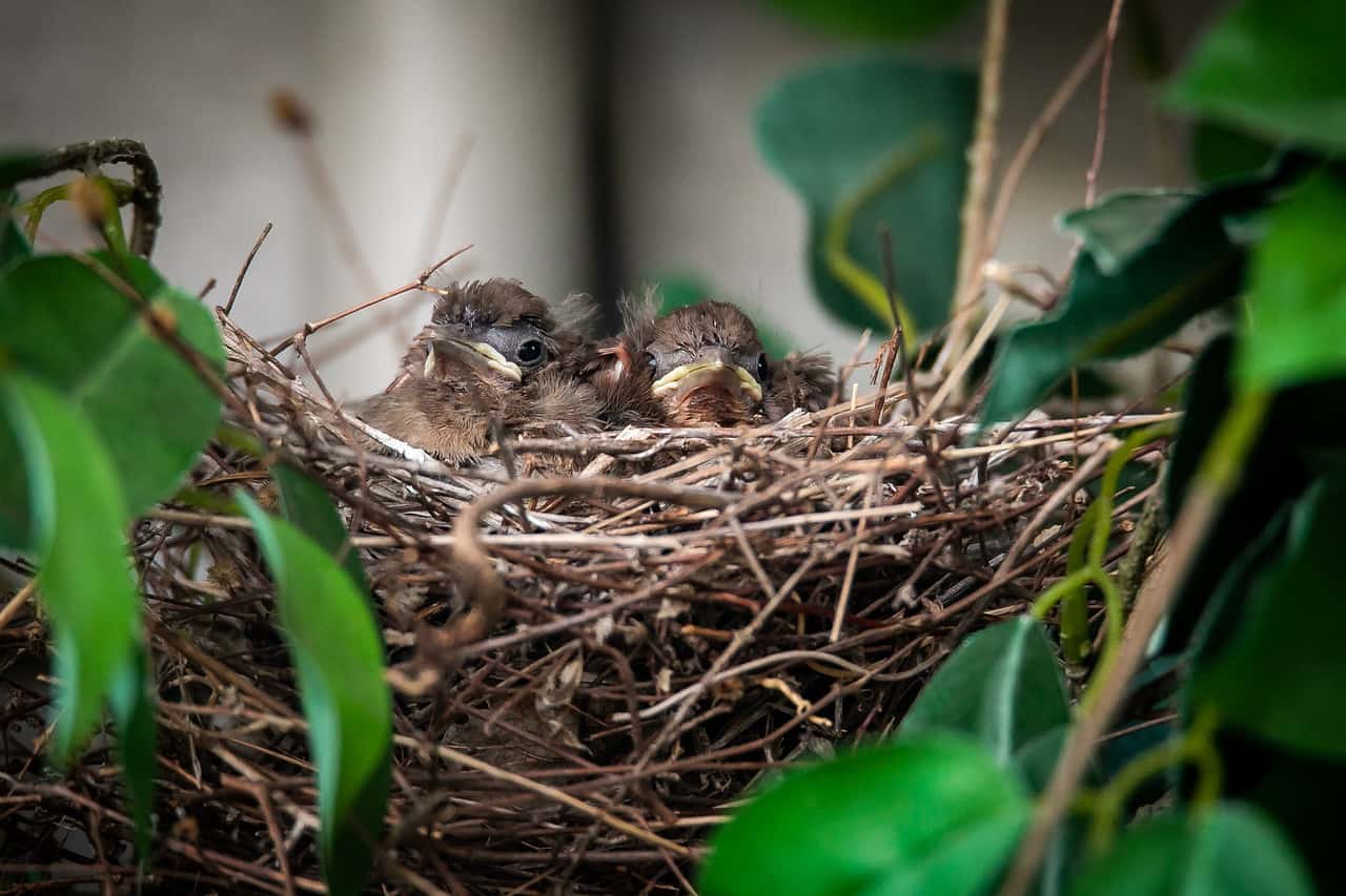 cardinals in nest