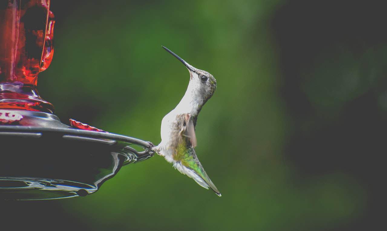 feeding a hummingbird