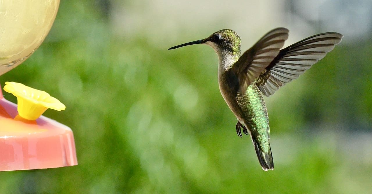 hummingbird beside a feeder