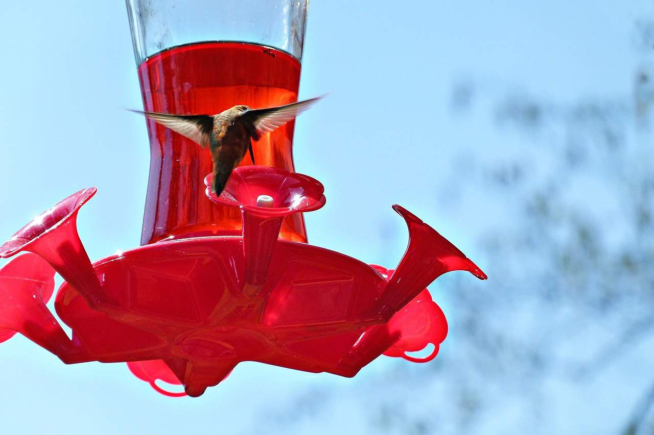 hummingbird food red dye