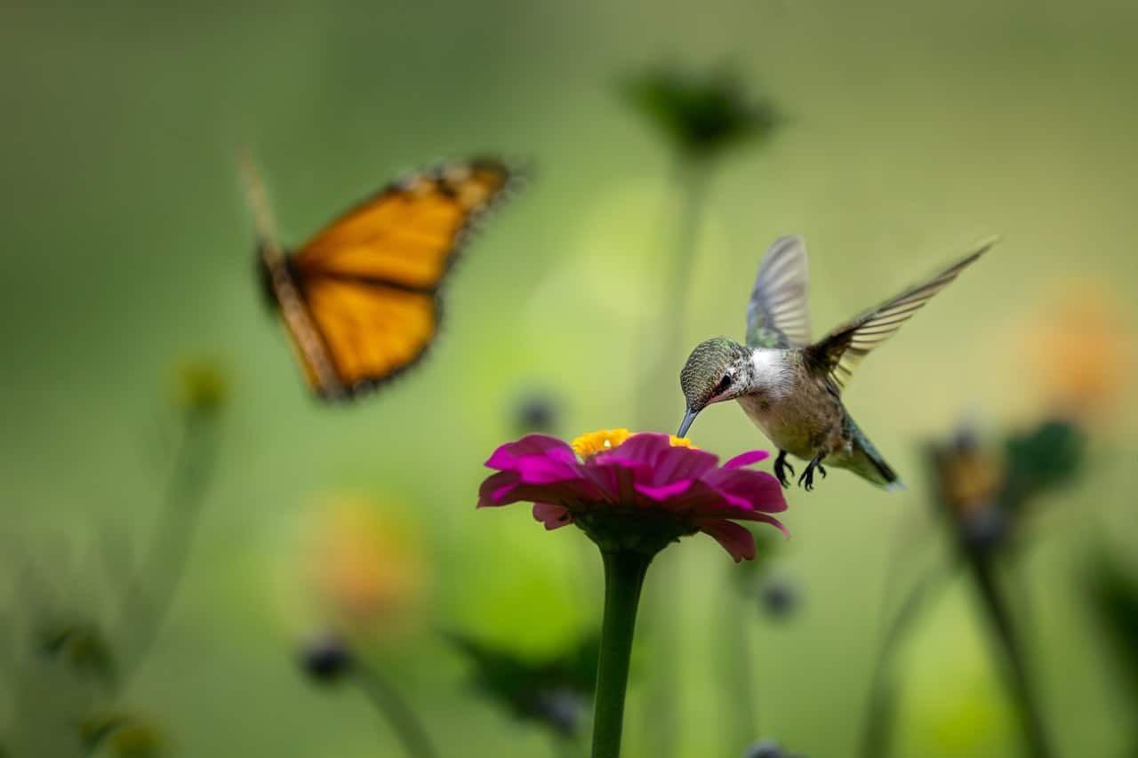 hummingbird with marigold