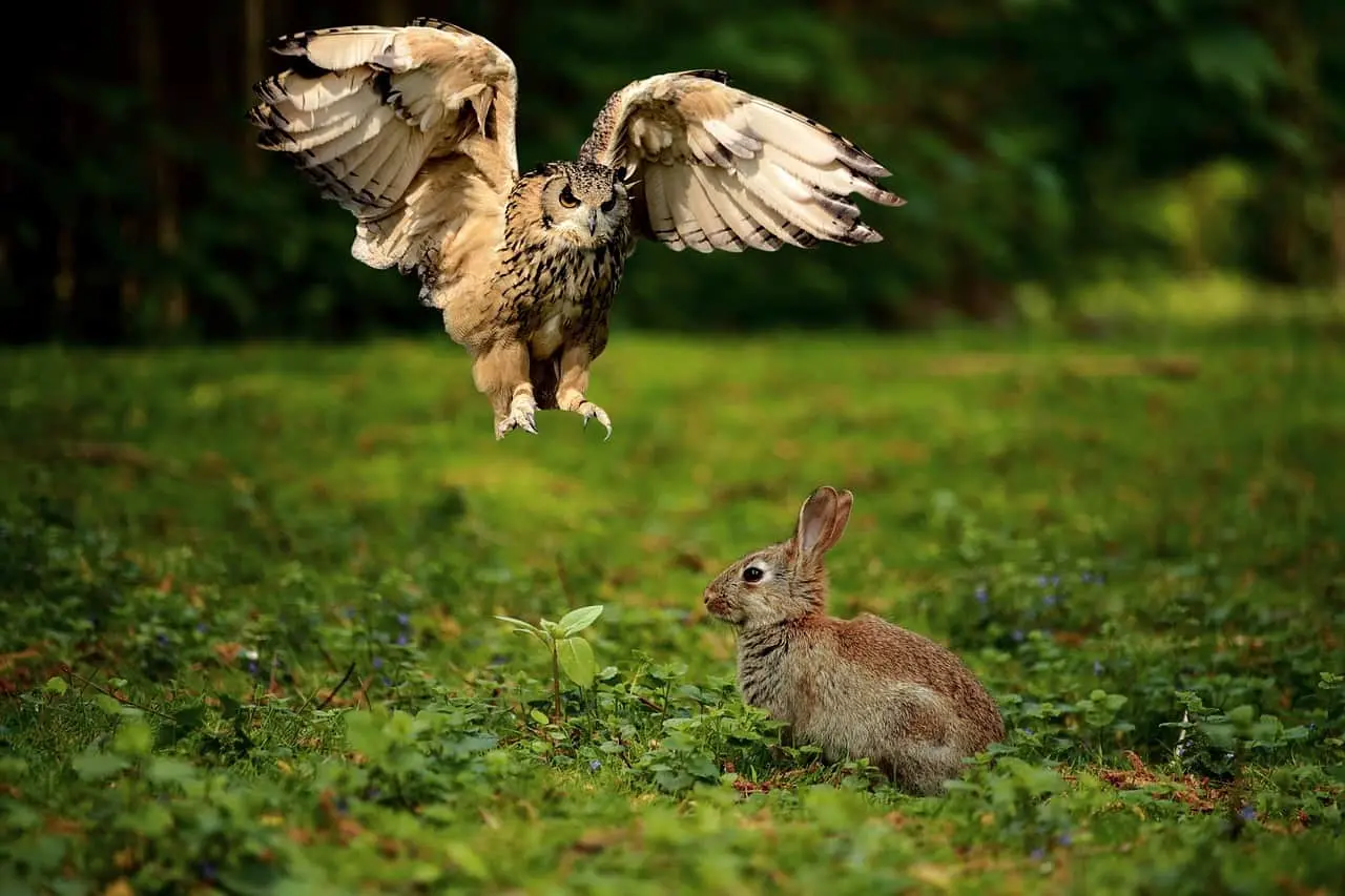 owl hunting rabbit