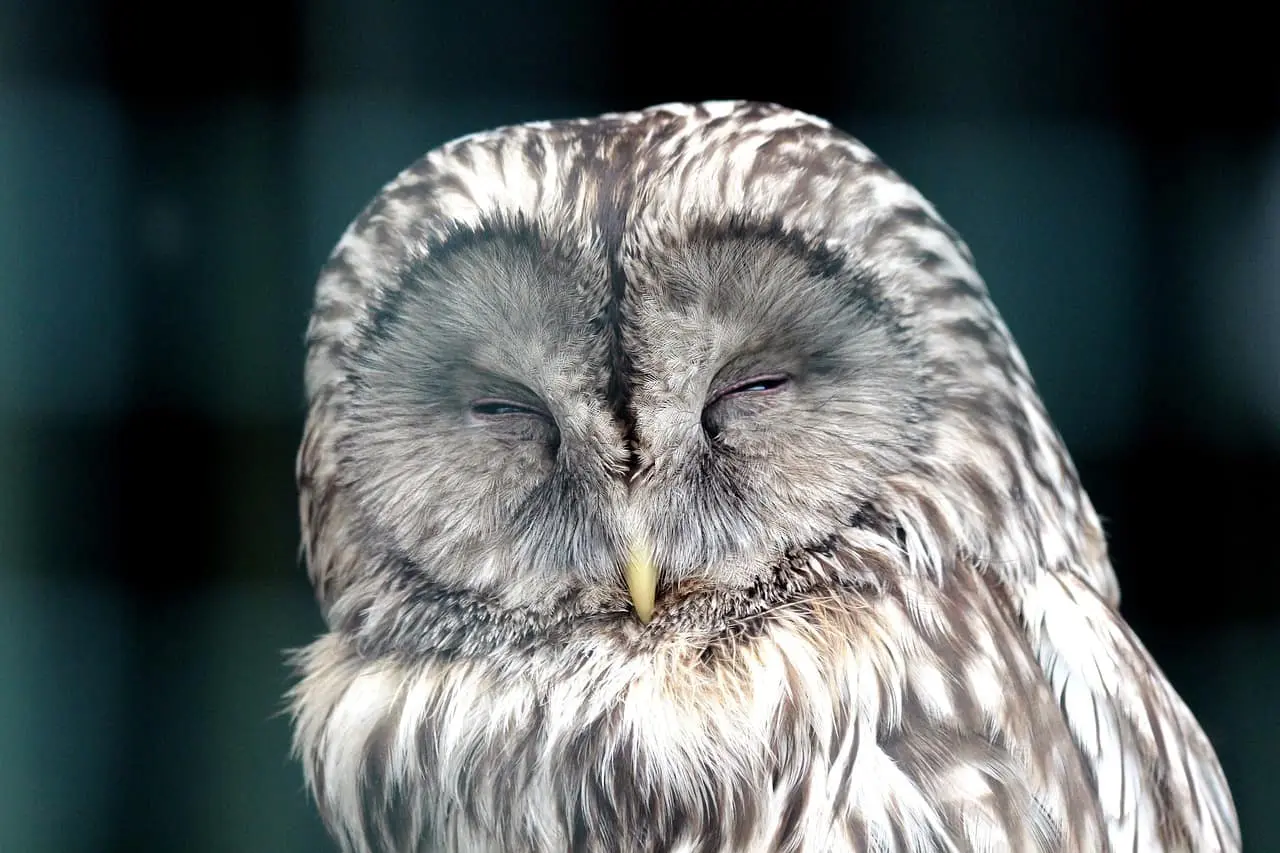 owl sleeping at night