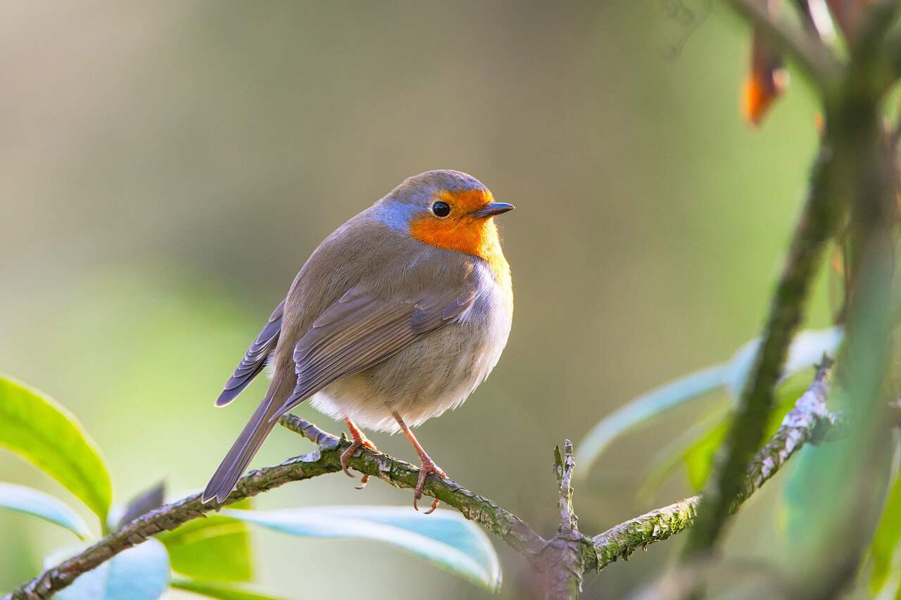 robin sitting on tree branch