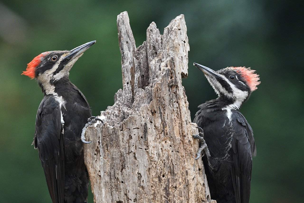 woodpecker couple in a tree