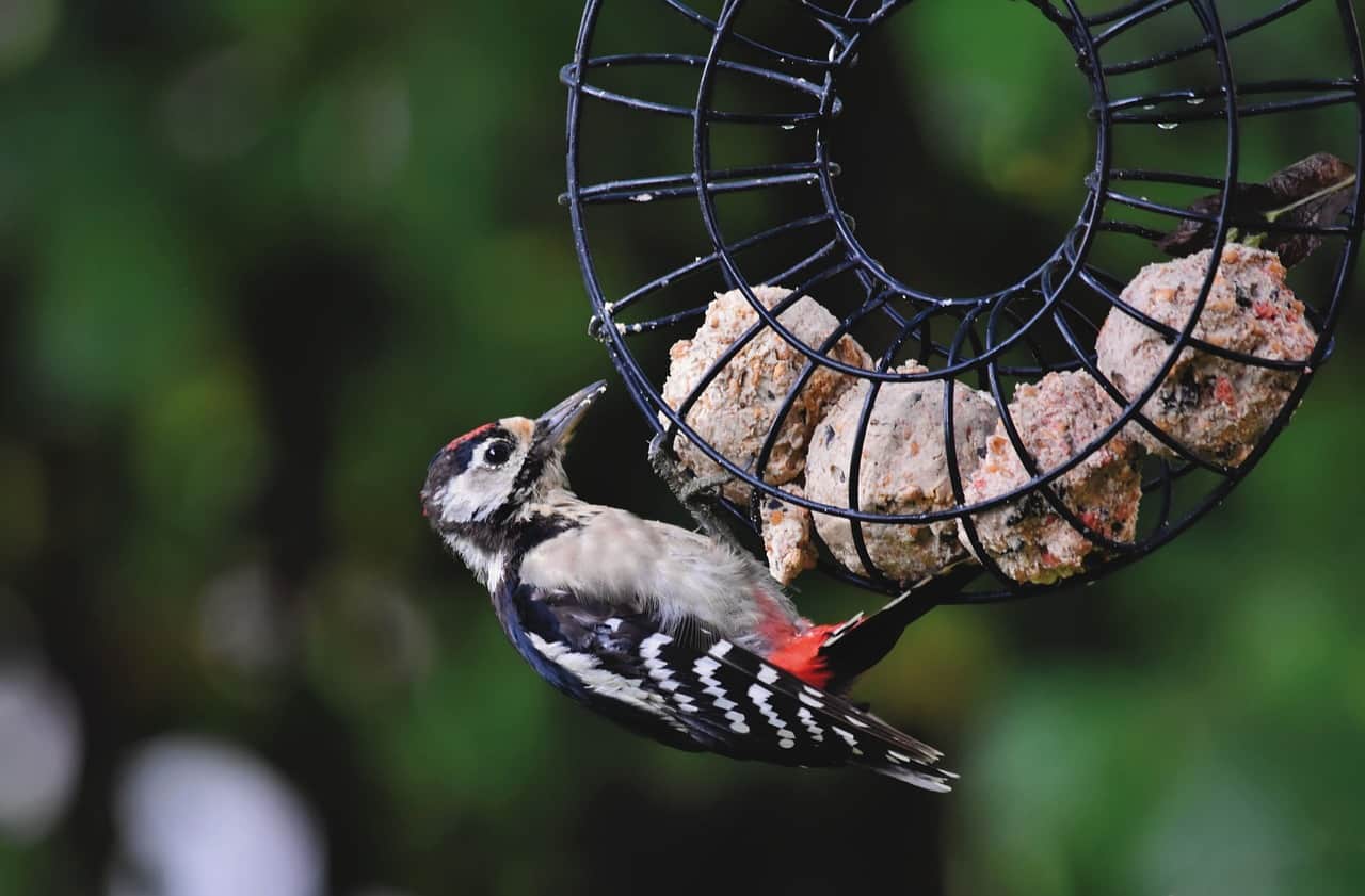 woodpecker eating food