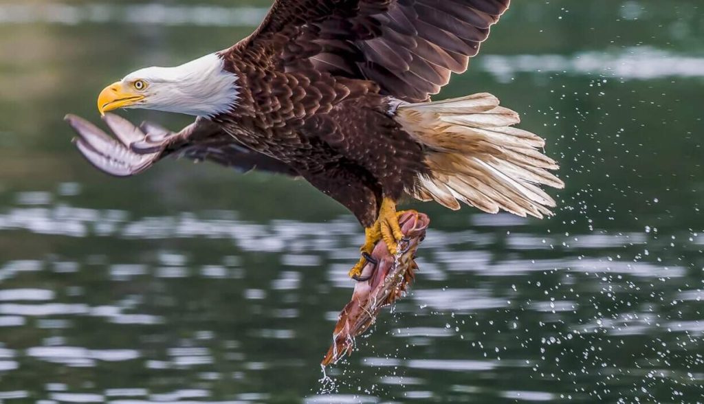 an eagle hunted a fish